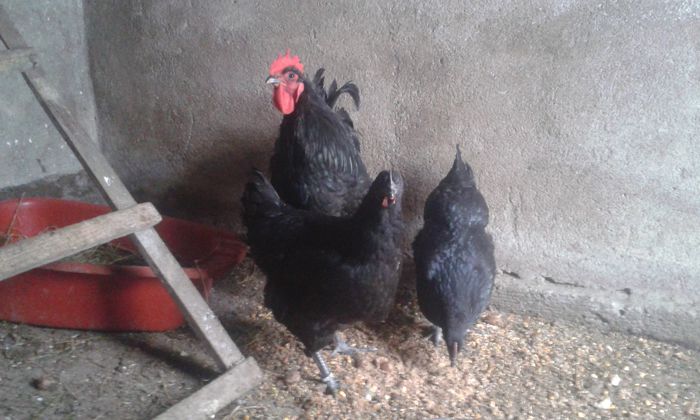 20150208_ gersey giant