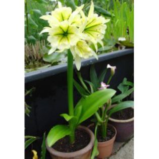 bulbi-hymenocallis-sulphur-queen-0-228x228 (1)