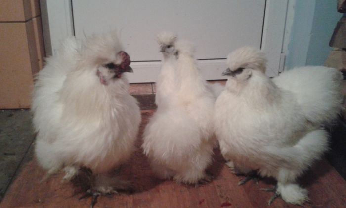 20150124_ matase japoneza