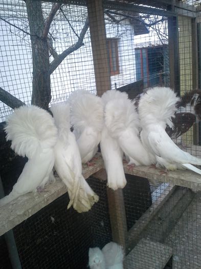 gulerati albi 31 ian 029