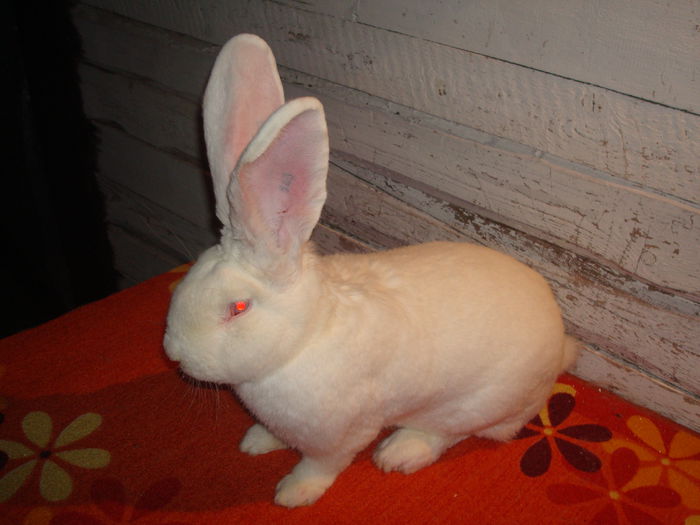 96 pct - E54 143; De la Mahringer Franz ( campion Austria )
