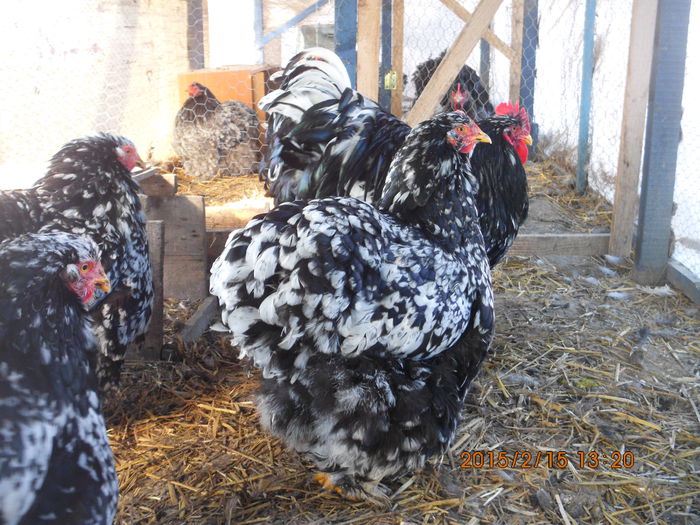 IMG_2565 - TINERET 2014   2