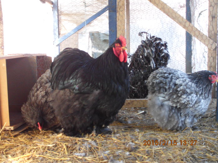 IMG_2573 - TINERET 2014   2