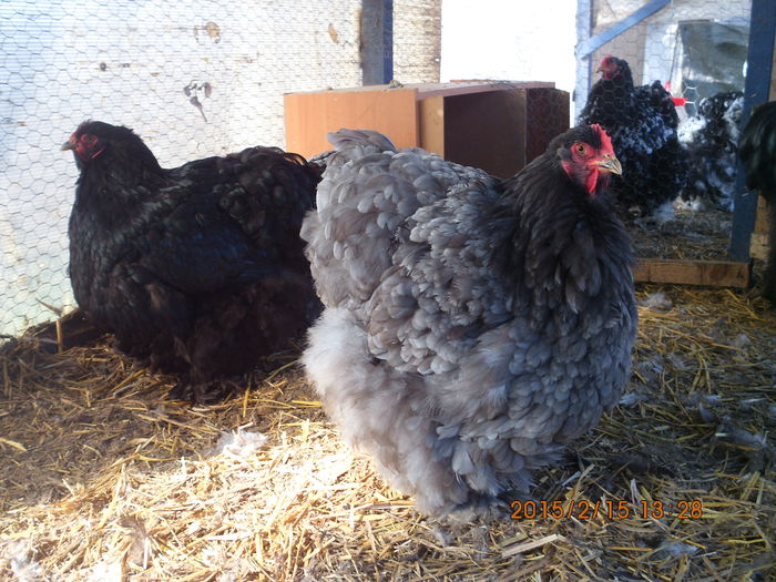 IMG_2585 - TINERET 2014   2