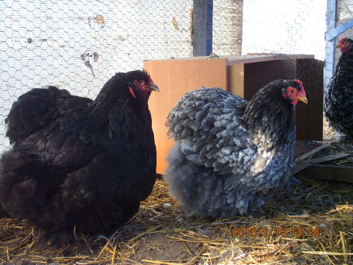 IMG_2586 - TINERET 2014   2