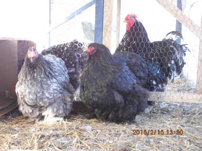 IMG_2595 - TINERET 2014   2