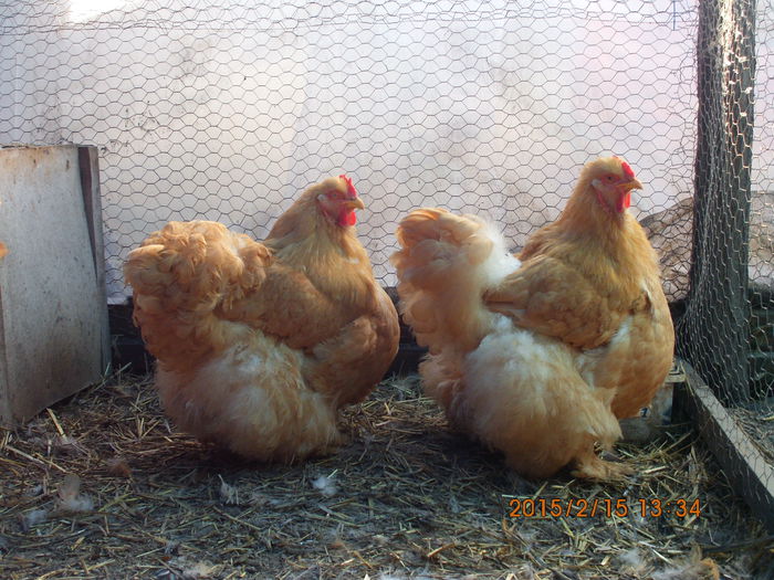 IMG_2620 - TINERET 2014   2