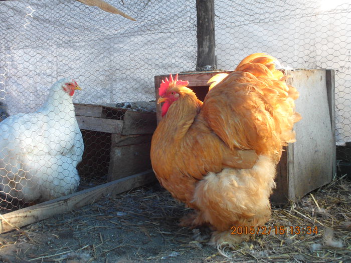 IMG_2621 - TINERET 2014   2