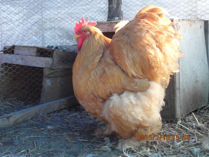 IMG_2623 - TINERET 2014   2