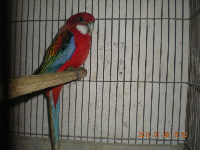 Picture 307 - Rosella Rubino Rubin Albastra