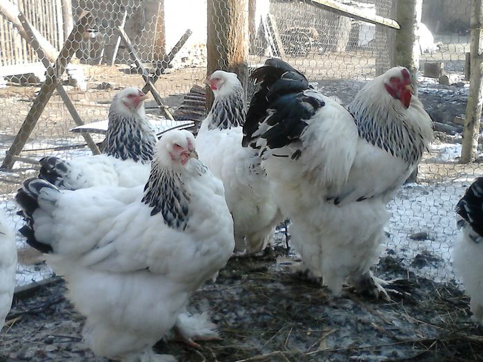 DSC_0481 - BRAHMA 2015