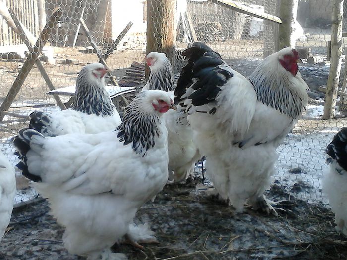 DSC_0482 - BRAHMA 2015