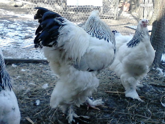 DSC_0494 - BRAHMA 2015