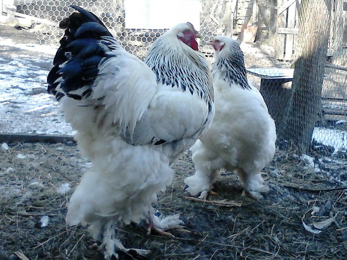 DSC_0497 - BRAHMA 2015