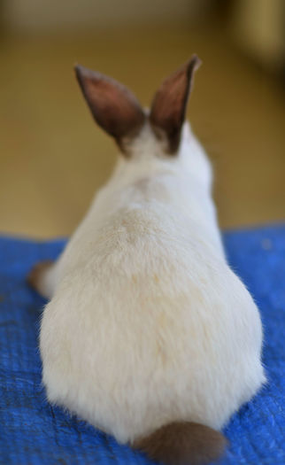 _DUM6231 - noua generatie