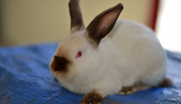 _DUM6234 - noua generatie