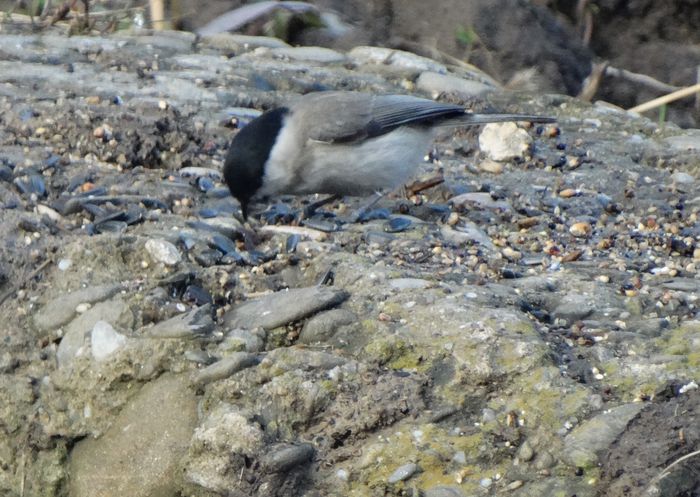 un pitigoi de bradet singurel - a-vizitatorii gradinii-2015