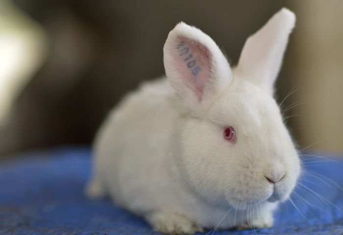 _DUM6239 - noi achizitii