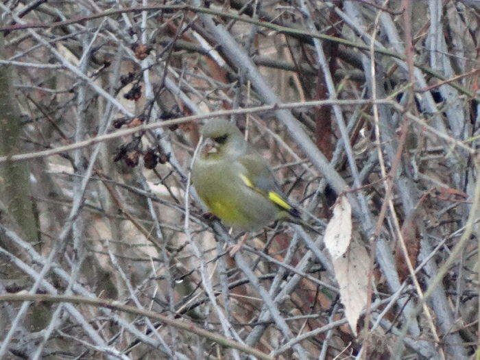 bine camuflat in tufisuri - a-vizitatorii gradinii-2015