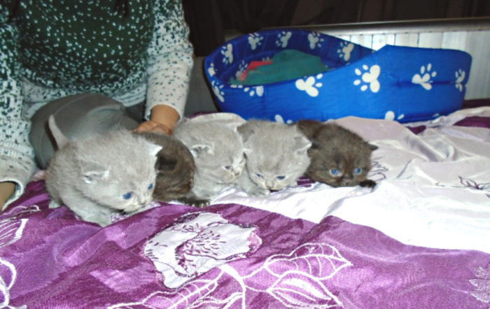 70408682_9_585x461_ - Pui British Shorthair ciocolatii si blue