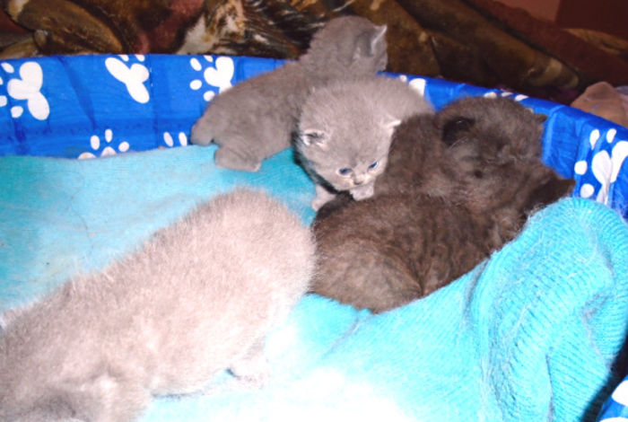 70408682_12_585x461_bh - Pui British Shorthair ciocolatii si blue