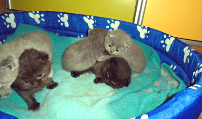 70408682_15_585x - Pui British Shorthair ciocolatii si blue