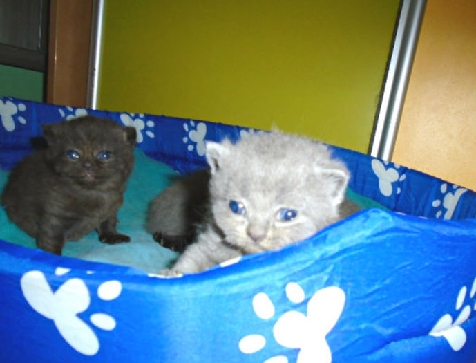 70408682_16_585x461_bri-_rev006 - Pui British Shorthair ciocolatii si blue