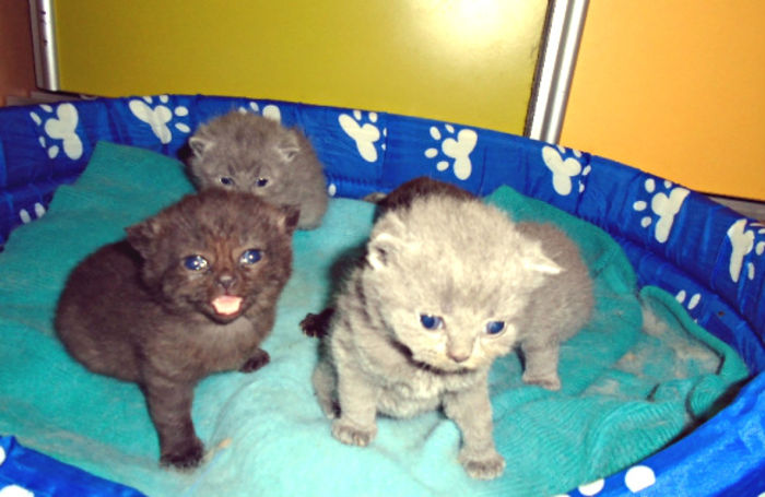 70408682_17_585x461_britan - Pui British Shorthair ciocolatii si blue