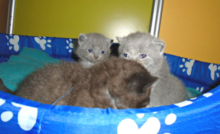 70408682_18_585x461_brita - Pui British Shorthair ciocolatii si blue