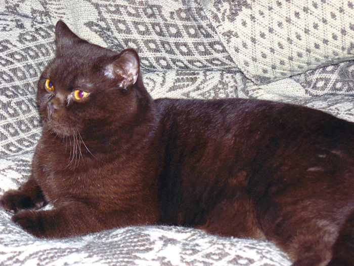 t1 - Pui British Shorthair ciocolatii si blue