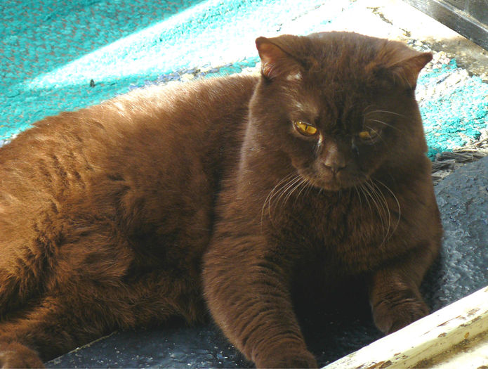 tatal - Pui British Shorthair ciocolatii si blue