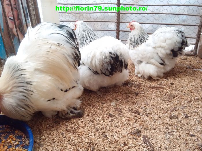 COCHIN PITIC HERMINAT DESCHIS