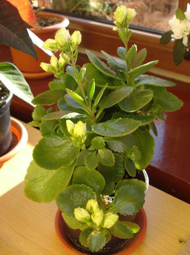 kalanchoe