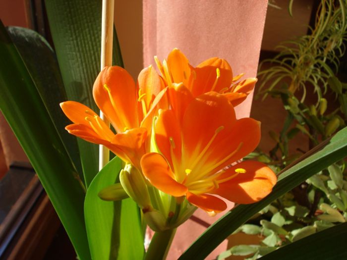 primele flori de clivia (5)