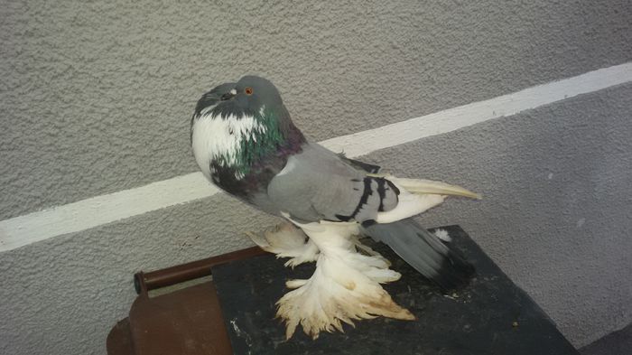 20150215_173444 pereche