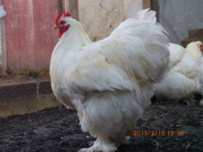 102082087_OQIRJUG