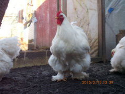 102082121_SHMJJVZ