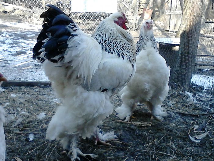 DSC_0496 - BRAHMA 2015