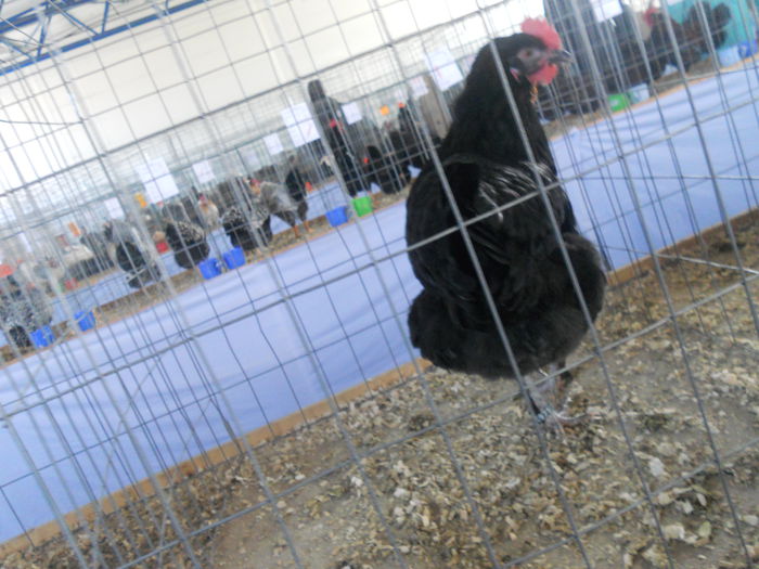 DSCN8164 - Expo Sfintu Gherorghe 2015