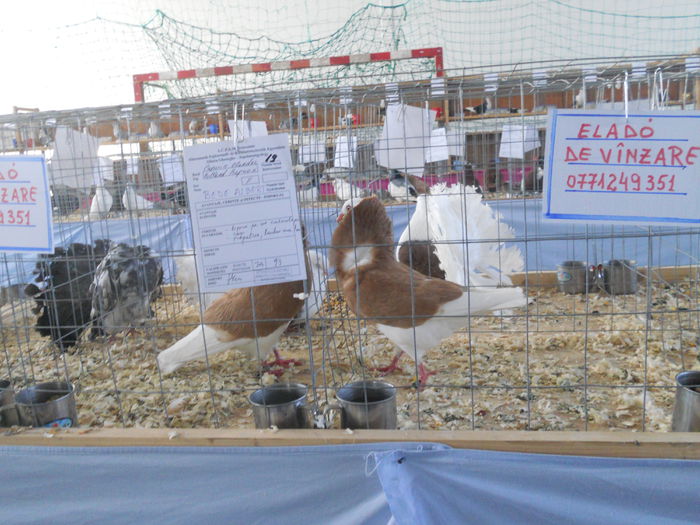 DSCN8201 - Expo Sfintu Gherorghe 2015