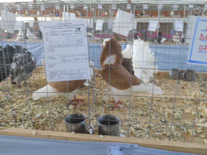 DSCN8202 - Expo Sfintu Gherorghe 2015