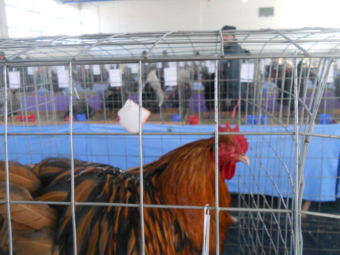 DSCN8204 - Expo Sfintu Gherorghe 2015