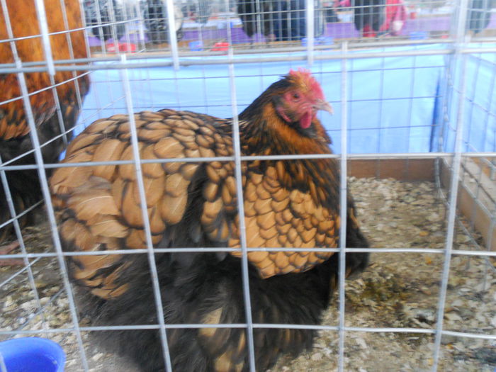 DSCN8205 - Expo Sfintu Gherorghe 2015