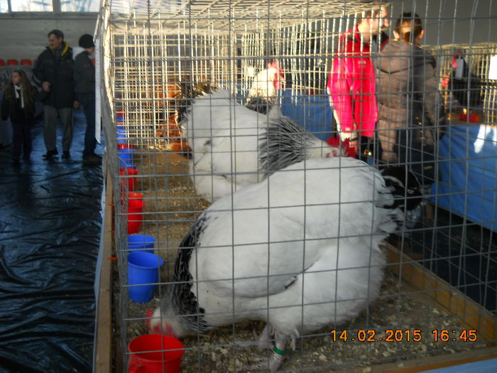 114 - EXPO SFINTU GHEORGHE 2015
