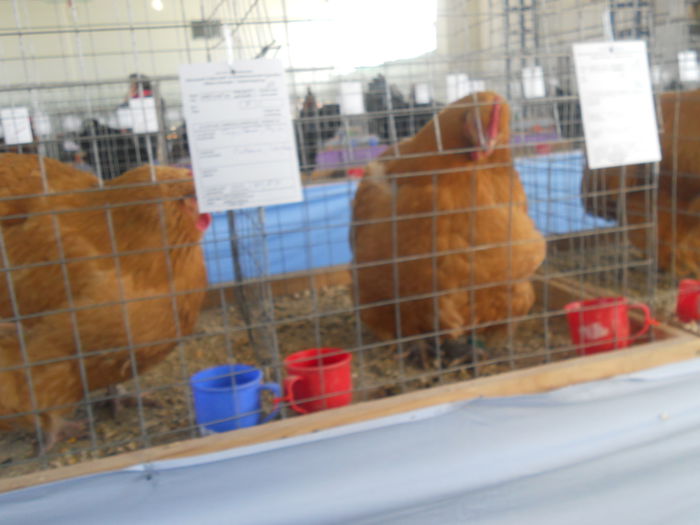 DSCN8213 - Expo Sfintu Gherorghe 2015