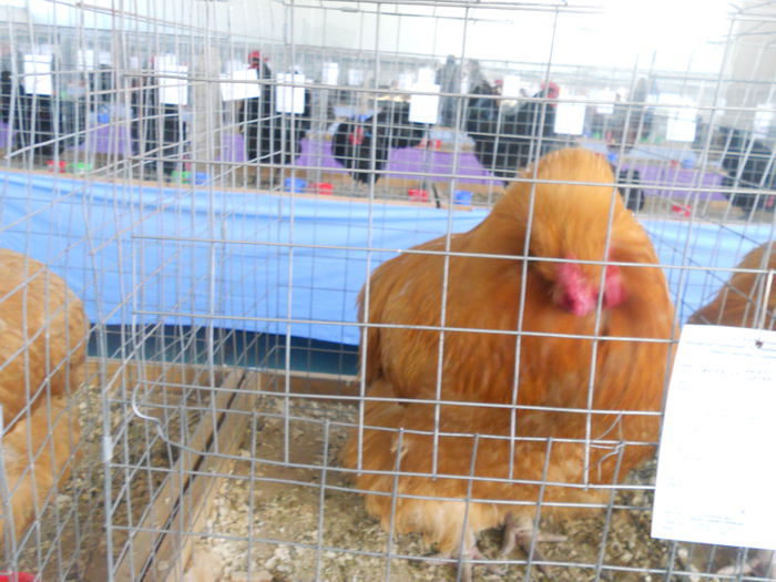 DSCN8215 - Expo Sfintu Gherorghe 2015