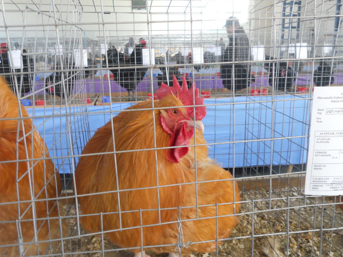 DSCN8216 - Expo Sfintu Gherorghe 2015