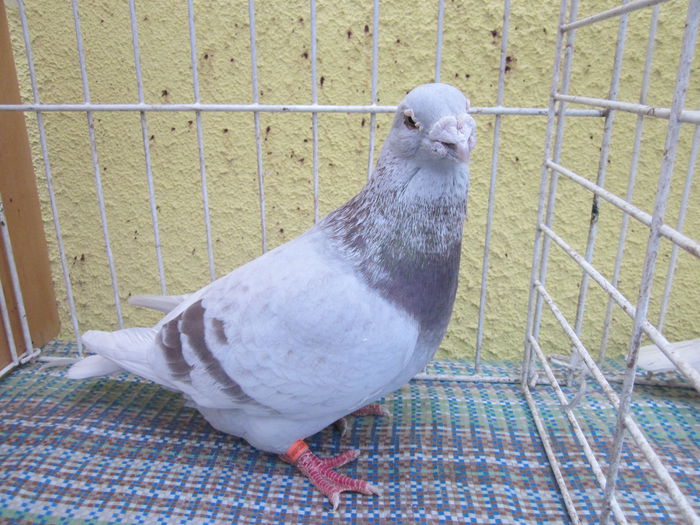 IMG_2324[1] - Voiajori standard argintii