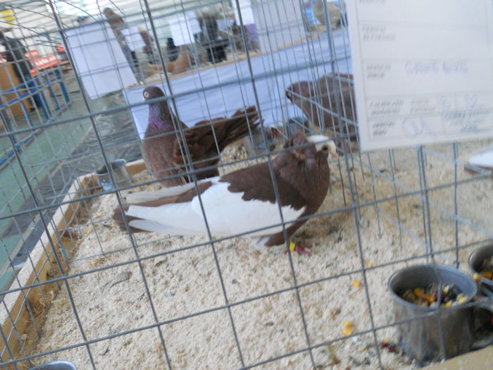 DSCN8241 - Expo Sfintu Gherorghe 2015