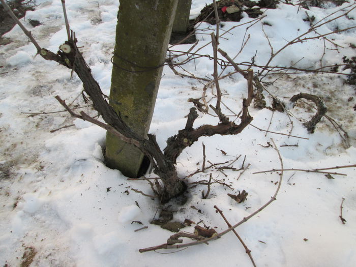 IMG_0001 - 2 februarie